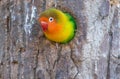 Colorful parrot ( love bird ) Royalty Free Stock Photo