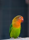 Colorful parrot ( love bird ) Royalty Free Stock Photo