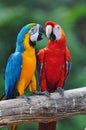 Colorful parrot love bird macaw