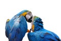 Colorful parrot love bird macaw Royalty Free Stock Photo