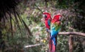 Colorful parrot macaw Royalty Free Stock Photo