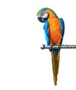 Colorful parrot macaw isolated Royalty Free Stock Photo