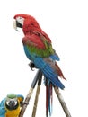 Colorful parrot macaw isolated on white background Royalty Free Stock Photo