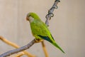 Colorful parrot macaw at local zoo. exotic birds.tropic