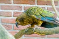 Colorful parrot macaw at local zoo. exotic birds.tropic