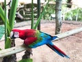 Colorful parrot parrot macaw. Scarlet Macaw Royalty Free Stock Photo