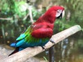 Colorful parrot parrot macaw. Scarlet Macaw Royalty Free Stock Photo