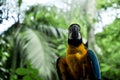 Colorful Parrot in Nature