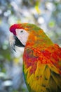 Colorful Parrot outdoors Royalty Free Stock Photo