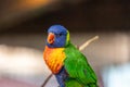 A colorful parrot is perched on a branch Royalty Free Stock Photo