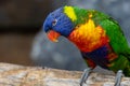 A colorful parrot is perched on a branch Royalty Free Stock Photo