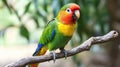 Colorful Parrot Perched on Branch Royalty Free Stock Photo