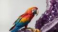 Vibrant Scarlet Macaw Perched on Amethyst Geode, Stunning Wildlife Photography Royalty Free Stock Photo