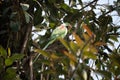 Colorful parrot perched on a lush branch amidst foliage in a vibrant tree