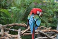 Colorful parrot perched on a wodden fence Royalty Free Stock Photo