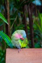 Colorful Parrot Preening Royalty Free Stock Photo