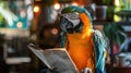 A Colorful Parrot Reading a Book Royalty Free Stock Photo