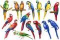 Colorful parrot, red, blue and yellow macaw, set tropical bird isolated white background, watercolor illustration design Royalty Free Stock Photo