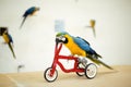 Colorful parrot riding on bicycle