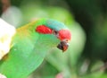 Colorful parrot Royalty Free Stock Photo