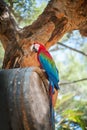 Colorful parrot Royalty Free Stock Photo