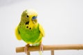 Colorful parrot sitting at the branch