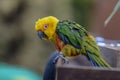 Colorful parrot sitting on a wood Royalty Free Stock Photo