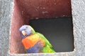 Colorful parrot standing on little window Royalty Free Stock Photo