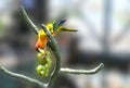 Colorful Parrot Sun Conure Eating Grapes