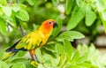 Colorful of parrot sun conure species in tropical forest of amazon