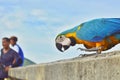 Colorful parrot in Thail