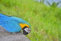 Colorful parrot in Thail