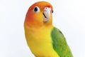 Colorful parrot with vibrant plumage on white background Royalty Free Stock Photo
