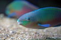 Colorful parrotfish Royalty Free Stock Photo