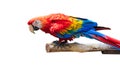Colorful Parrots bird isolated on white background. Red and blue Marcaw on the branches.