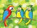 Colorful parrots, cartoon