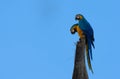 Colorful parrots commonly known as Guacamayo azuliamarillo perched on a tree