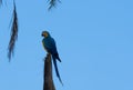 Colorful parrots commonly known as Guacamayo azuliamarillo perched on a tree