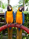 Colorful parrots' couple Royalty Free Stock Photo