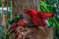 Colorful parrots in Loro Park in Tenerife, Spain