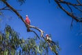 Parrots perched on tree branch against sky background Royalty Free Stock Photo