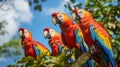 Colorful parrots perched on a vibrant branch, showcasing their brilliant plumage. Blue and Gold Macaw or Ara Ararauna and Green Royalty Free Stock Photo