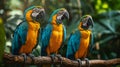 Colorful parrots perched on a vibrant branch, showcasing their brilliant plumage. Blue and Gold Macaw or Ara Ararauna and Green Royalty Free Stock Photo