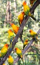 Colorful parrots in safari world, Bangkok Thai