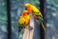 Colorful parrots in Safari World Zoo Royalty Free Stock Photo