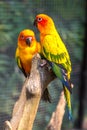 Colorful parrots in Safari World Zoo Royalty Free Stock Photo
