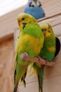 Colorful parrots sits near birdhouse