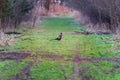 A colorful partridge bird stands on a forest path. There are trees around