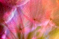 Colorful Pastel Background - vivid abstract dandelion flower Royalty Free Stock Photo