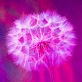 Colorful Pastel Background - vivid abstract dandelion flower Royalty Free Stock Photo